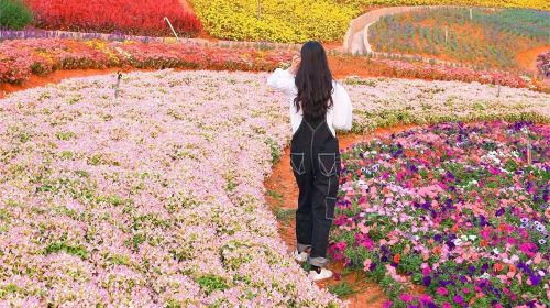 Macchiato Flower Sea