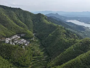 Bamboo Forest In Mukeng