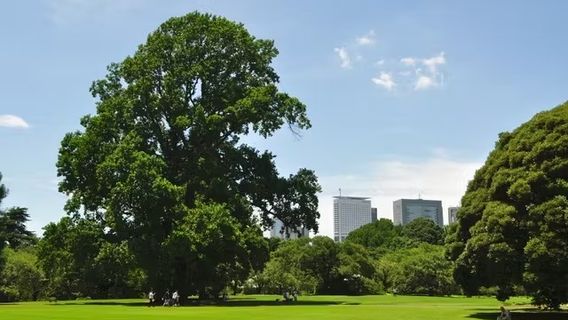Shinjuku Gyoen National Garden