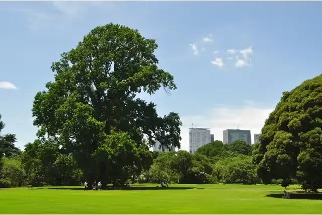 4_Shinjuku Gyoen National Garden