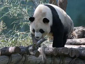 太陽島ジャイアントパンダ館