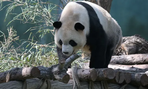 Sun Island Giant Panda Pavilion