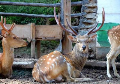 青蔵高原野生動物園