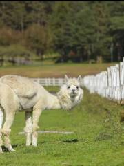 仙女山萌寵樂園