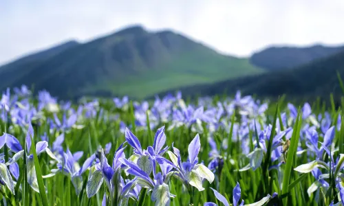 Qilian Mountains Binggou River Scenic Area