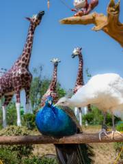 辛瑪森林動物樂園