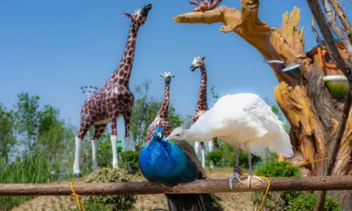 Xiong'an Simma Forest Animal Park