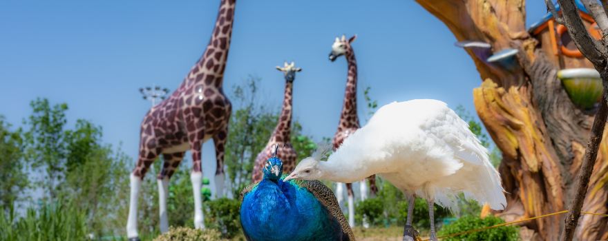 雄安辛瑪森林動物樂園