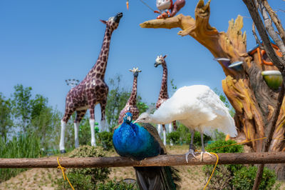 Xiong'an Simma Forest Animal Park