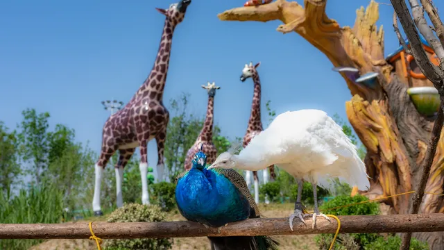 Xiong'an Simma Forest Animal Park