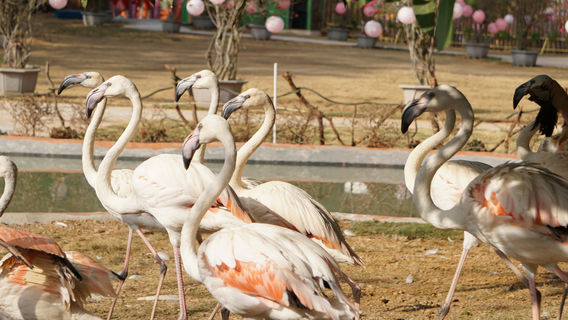 Cat's Paw Wildlife World