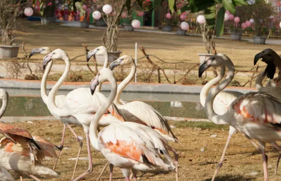 貓爪野生動物世界門票家庭（2位成人+1位小童）