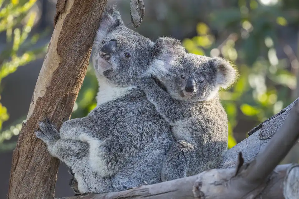 4_San Diego Zoo