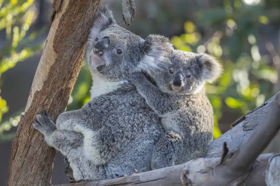 4_San Diego Zoo