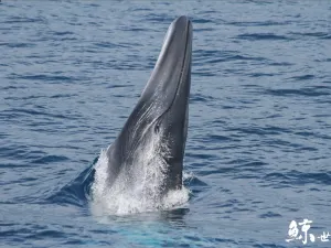 whaleworld Whale Watching Experience in Hualien