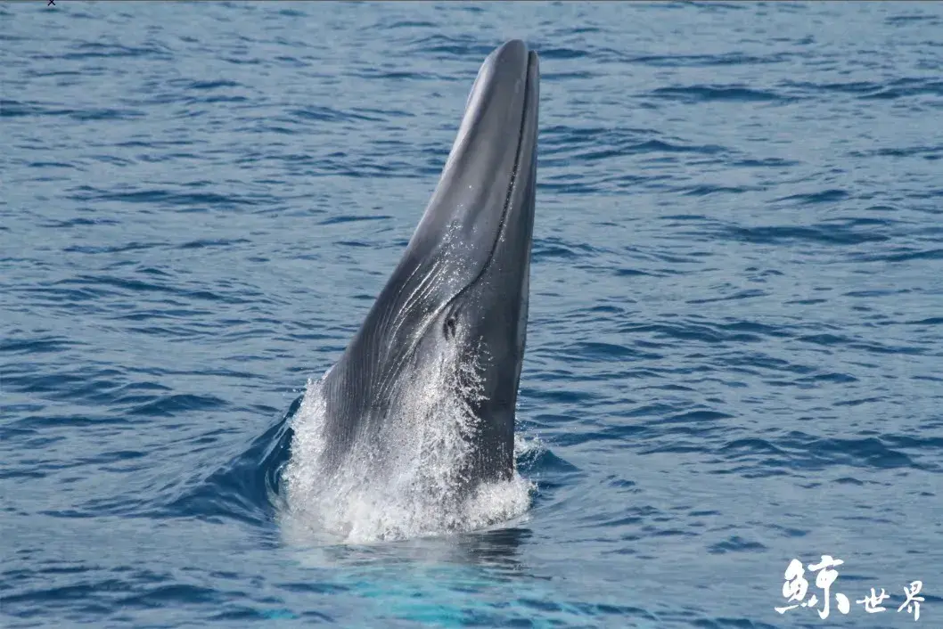 3_whaleworld Whale Watching Experience in Hualien