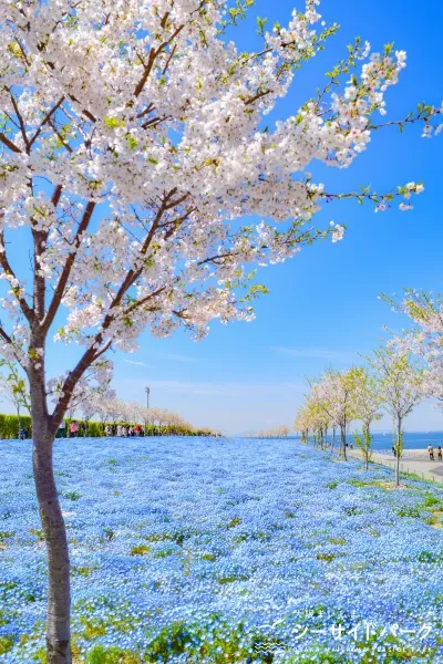 5_ネモフィラ祭り2026