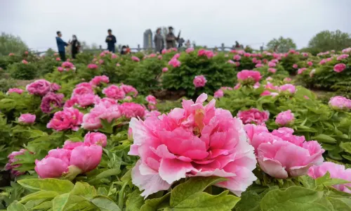 Sui and Tang Dynasty Town Botanic Gardens