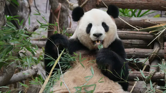 3_靈玲馬戲城