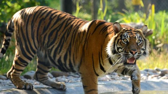 Drayton Manor Resort