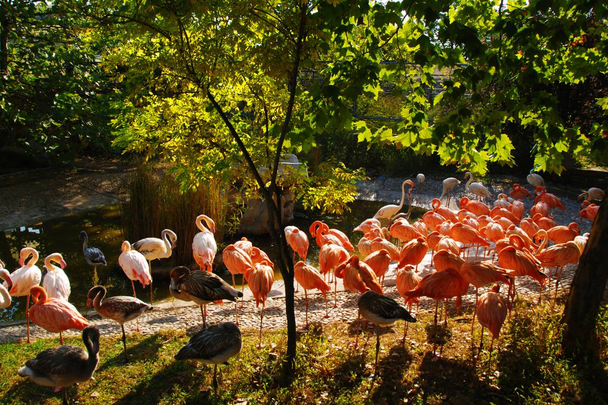 大連森林動物園内の移動手段