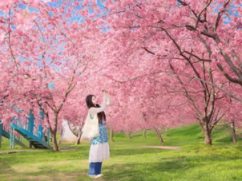 Manhua Sea of Flowers