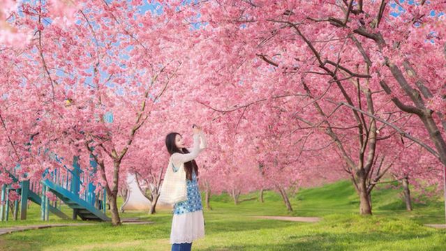 แมนฮัลล่า