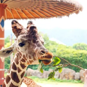 杭州野生動物世界