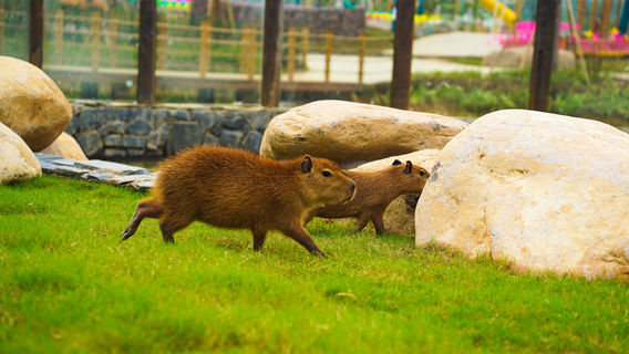 Hele · Elf Hill Capybara Theme Park