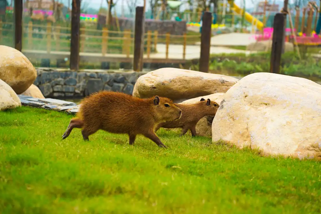 화러·정령의 언덕 카피바라 테마 놀이공원 주변 호텔