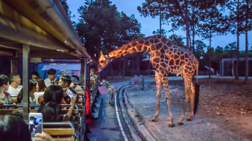 清邁夜間動物園