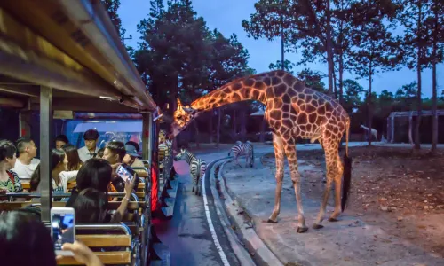 Chiang Mai Night Safari