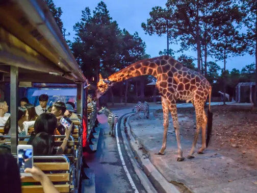清邁夜間野生動物園