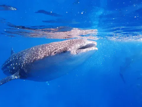 4_Oslob Whale Shark Watching