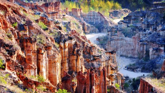 Wumao Earth Forest
