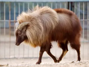 Jinan Zoo