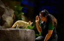 Night Safari