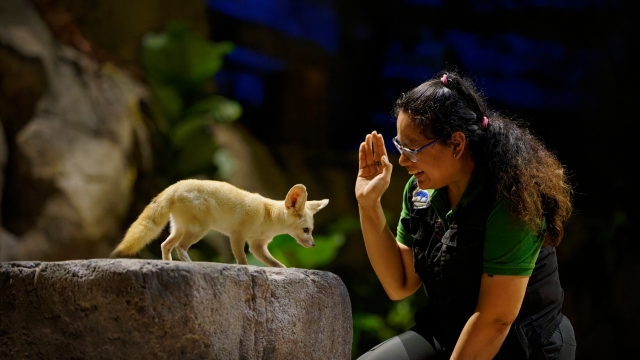 夜間野生動物園