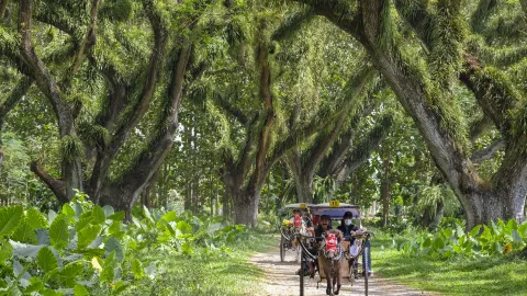 De Djawatan Forest attraction in East Java