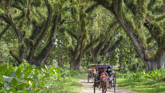 De Djawatan Forest