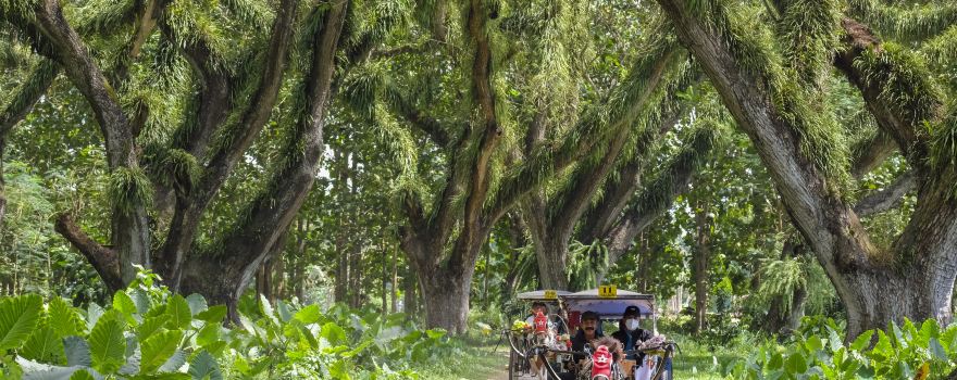 De Djawatan Forest