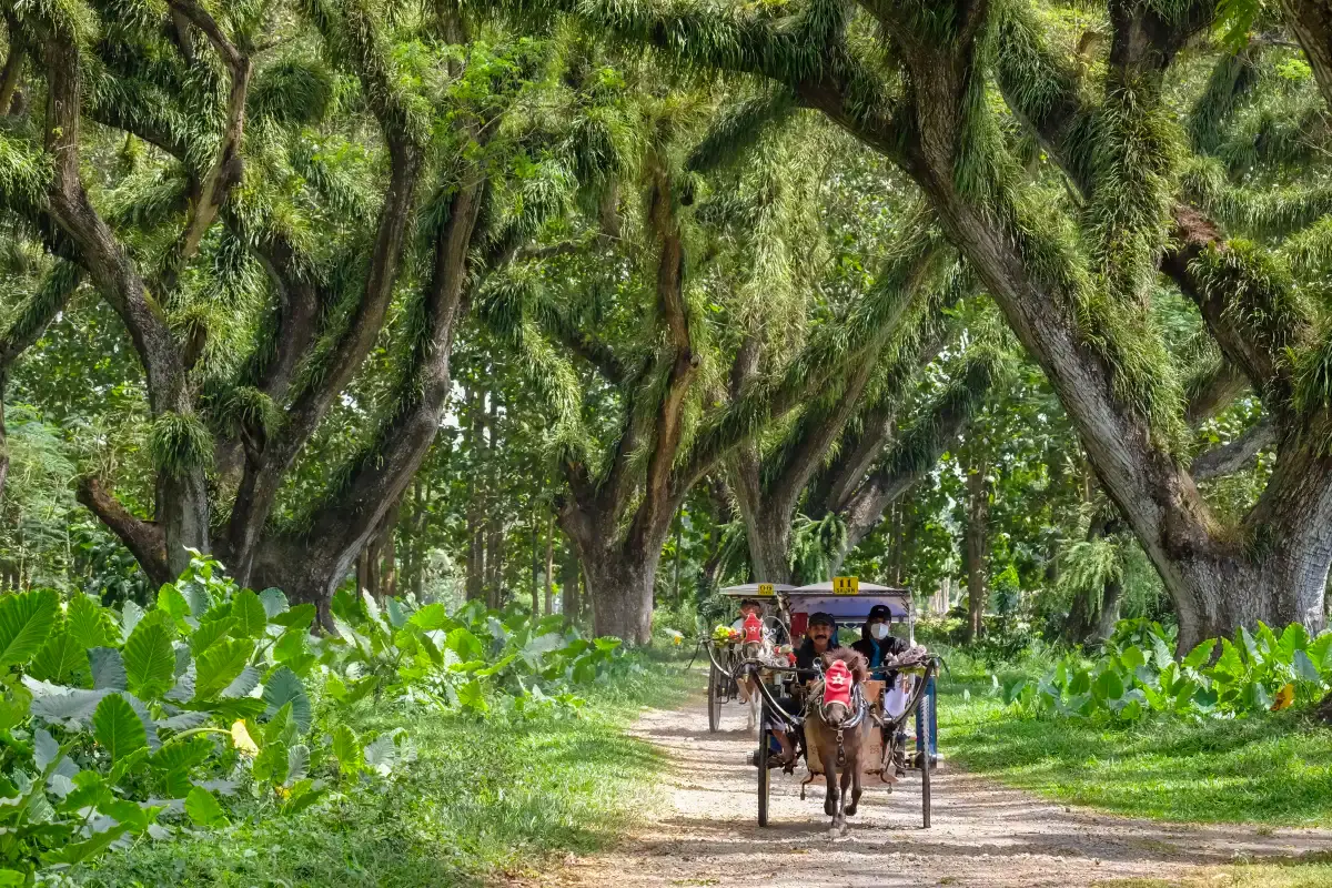 De Djawatan Forest