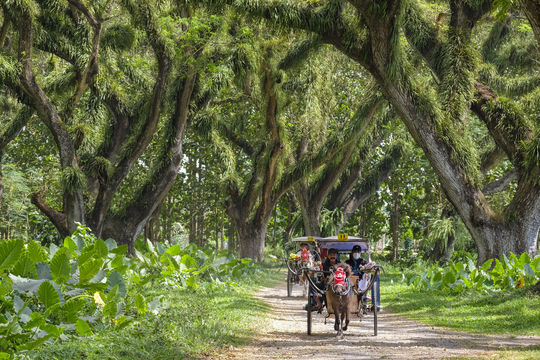 De Djawatan Forest