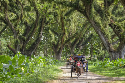 De Djawatan Forest