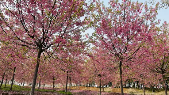 江南（蕪湖）櫻花文化園