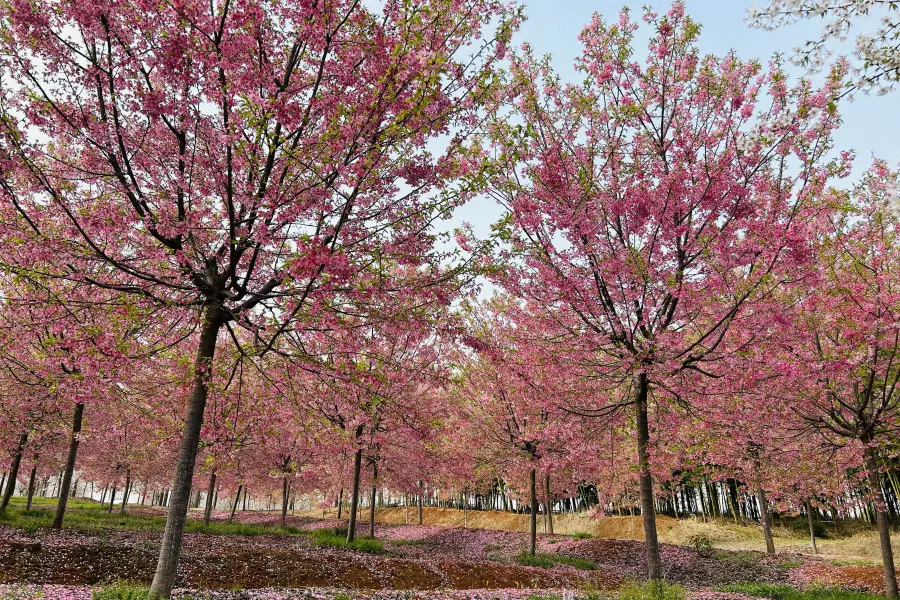 江南（蕪湖）櫻花文化園