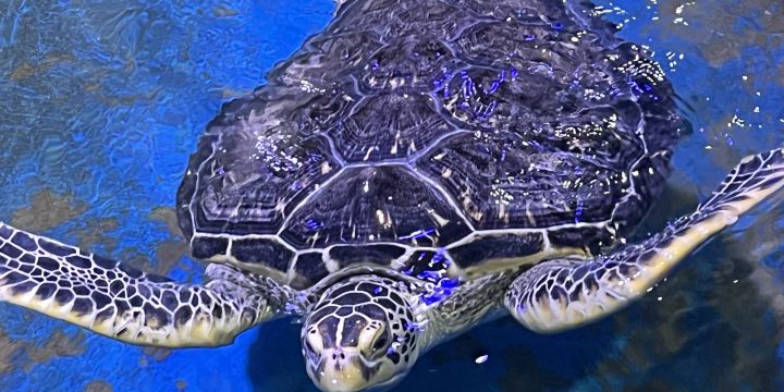 The Anqing Sea World