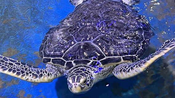 The Anqing Sea World