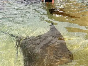 伊魯康吉水族館邂逅鯊魚和鰩魚
