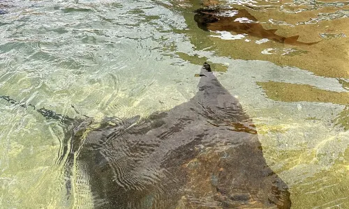 이루칸지 샤크 & 레이 인카운터스